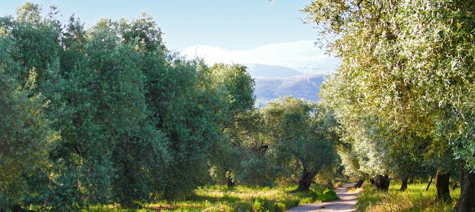 Oliviers de La Alpujarra
